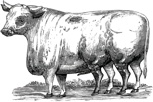 cow