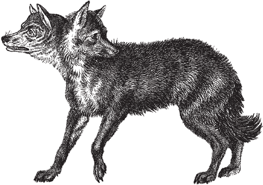 fox